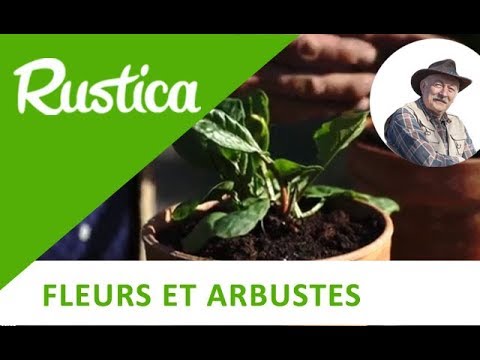 Vidéo: Sorrel Herb - Conseils pour cultiver l'oseille