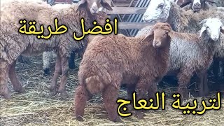 البداية الصحيحة لتربية النعاج لانتاج الحملان