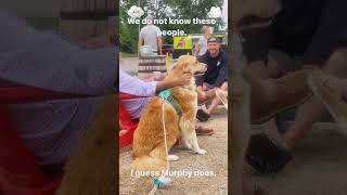 When your dog is more social than you are…#tiktok #funnymoments #funnydog #dog #funnyvideos