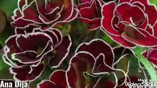 صور لأزهار من الطبيعة مع موسيقى حساسة/The most beautiful flowers with great music