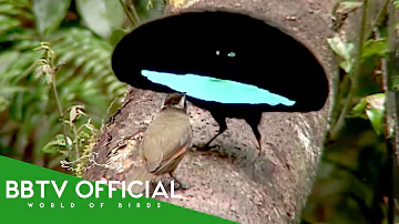 20+ Most Gorgeous Birds Of Paradise On Our Planet | Wildlife Documentary | BBTV Official