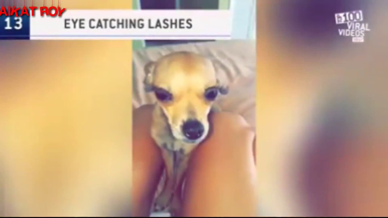 TOP FACEBOOK VIRAL VIDEO  2018