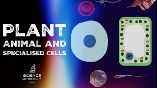 GCSE Science Biology (9-1)  - Plant and Animal Cells  - Cell Specialisation