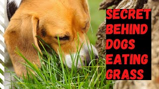 Weird Reason Why Dogs Eat Grass | How To Stop Grass Eating Habit In Dogs | In Hindi by The Burgs 1,007 views 3 years ago 5 minutes, 2 seconds
