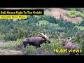 Two Big Alaska Bull Moose Fighting -Start to Finish!