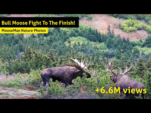 Alaska Bull Moose Fight To The Finish! class=