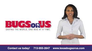 HEAT TREATMENT - BED BUG CONTROL & EXTERMINATION