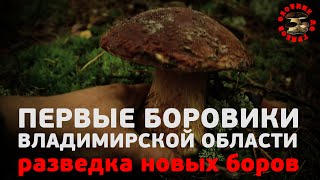 видео: Первые боровики Владимирской области, разведка новых боров, сезон 2020. И мой первый в жизни боровик картинка: Первые боровики Владимирской области, разведка новых боров, сезон 2020. И мой первый в жизни боровик