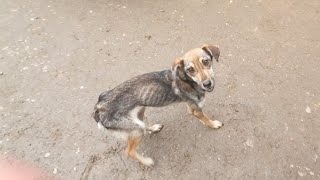 Rescue Of Starving Scared Dog Who Never Got The Chance To Eat