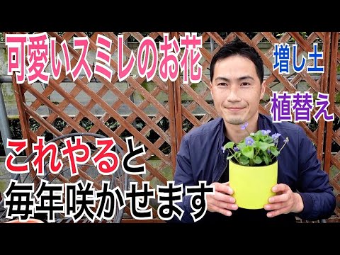 【スミレ】翌年もお花を楽しむための育て方教えます！