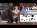 冷たくなっていた子猫の保護、36日目