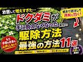 ドクダミ駆除｜手に負えなくなったドクダミの駆除方法11選
