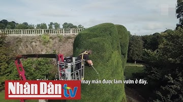 Công việc chăm sóc hàng rào cây lớn nhất nước Anh