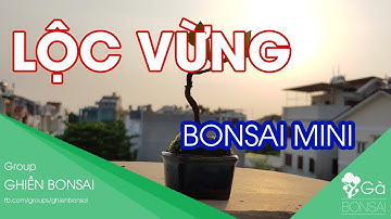 GB.44 - Cây Lộc Vừng siêu mini - Chơi cây càng ngày càng nhỏ lại