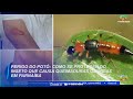 Perigo do potó: como se proteger do inseto que causa queimaduras químicas em Parnaíba