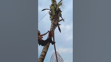 Thót tim pha Vua Khỉ Miền Tây cưa đọt dừa siêu nặng