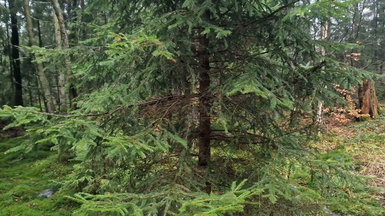 Relaxing Piano Music for Sleep: Soothing Sounds in 4K forest video