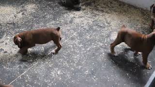 Boxer Puppies For Sale
