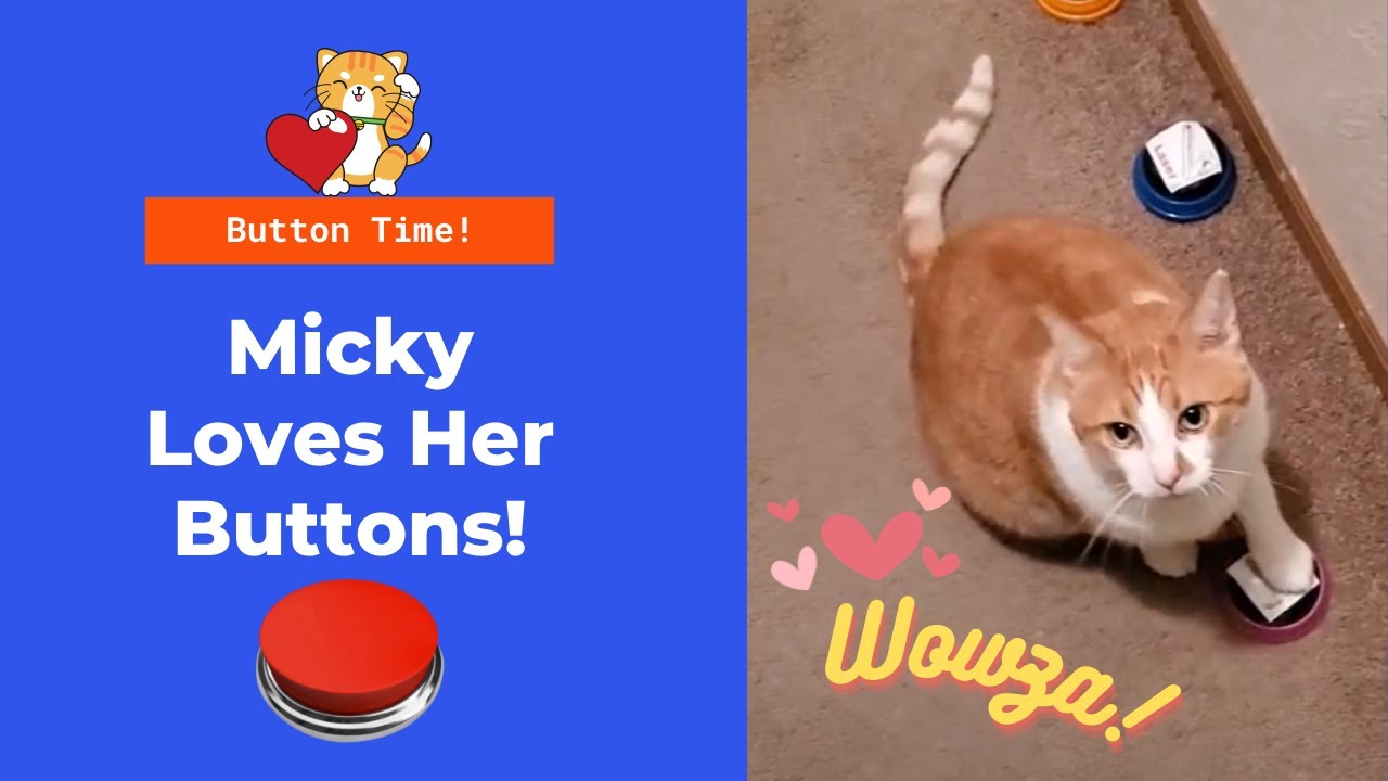Please use buttons to communicate with me. Cat button