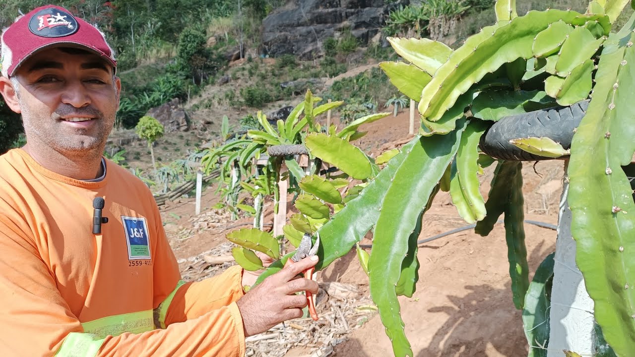 Dicas de poda da pitaya.