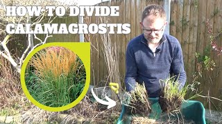 How to Divide Calamagrostis (Feather Reed Grass) Karl Foerster | Grasses to Propagate in Spring | '