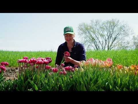 Video: Terry tulpen laat en vroeg. Witte tulpen badstof