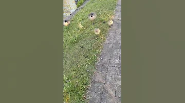 Canada Goose Attack Very Frightening 