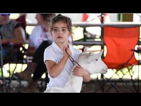 Video: Keçi Südü Necə Yetişdirilir