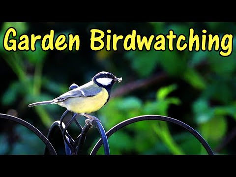 Bird Watching in Tobago | Tobago