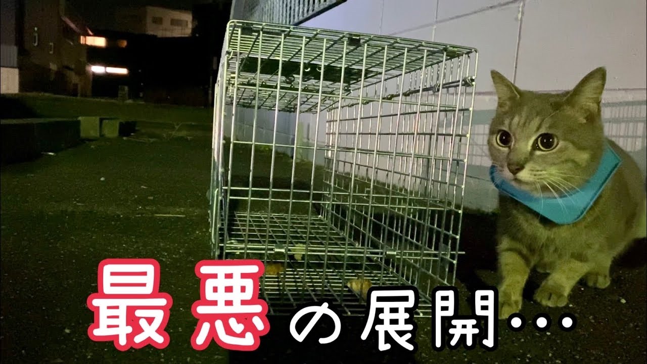 首にプラスチック？が挟まって抜けない野良猫の緊急捕獲へ #1 【保護猫