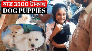 মাত্র 3500 টাকায় dog puppies galiff street মার্কেটে। Kolkata dog market