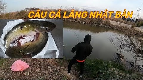 Câu cá lăng tại Nhật với bài mồi cực kì đơn giản và hiệu quả . Donald Trầm JP