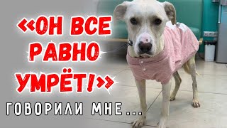 Мне говорили «зачем тратишь деньги на собаку, которая умрет?» Что стало с Максом?