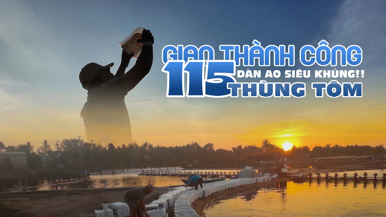 Ai nuôi tôm cũng nên thấy cảnh này! Dàn ao siêu lớn - Lượng tôm siêu khủng | Nam Hải Ninh Thuận
