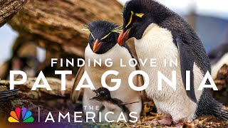If the Penguins from NBC's The Americas Had Their Own Dating Show | The Americas | NBC Cable
