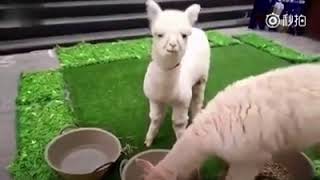 草泥馬吃同伴的毛