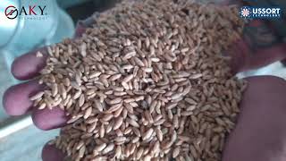 Wheat تنقية الحنطة
