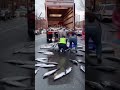 Fish Truck Crashes, Hundreds of Live Fish Spill Onto Road
