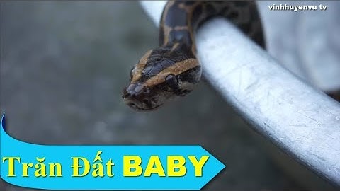 Cho Trăn đất tắm & Cận cảnh Trăn đất baby cực dễ thương