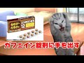眠すぎてカフェイン錠に手を出した大学生の末路 #猫マニ #猫ミーム