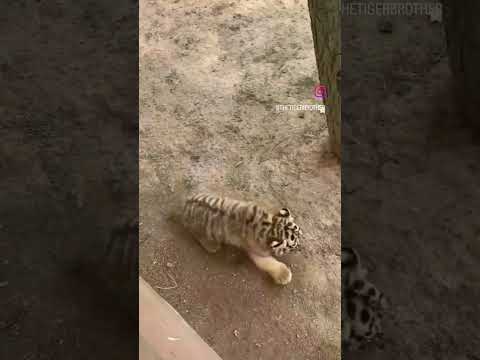 صدای بچه ببر چجوریه ببر حیات وحش وحش 