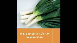Hành Shimonita Thất Mùa Do Nắng Nóng.