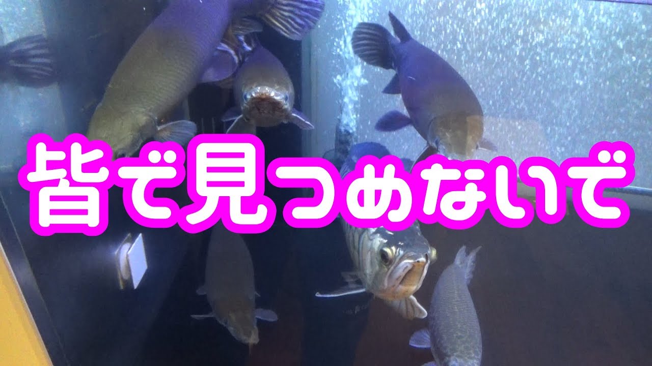 28 魚って懐くものね ガーパイク アロワナ Youtube 28 魚って懐くものね ガーパイク アロワナ Youtube