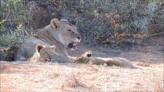 Grumpy lioness with cubs