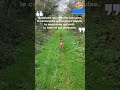 🌟 Là où ton chien respire enfin