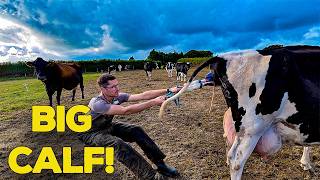 Big Calf | Moving Cows & Tub Grinding