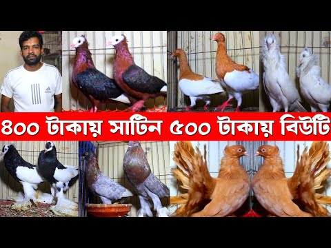 ৪০০/৫০০ টাকায় কবুতর কিনুন || একদম হট কালেকশন || সবচেয়ে কম দামে ফেন্সি কবুতর বিক্রি হবে