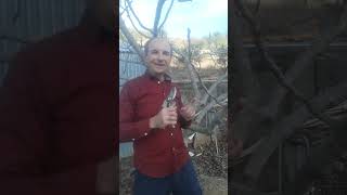 🌳 El MEJOR momento para PODAR Árboles 🌷🌲🐞