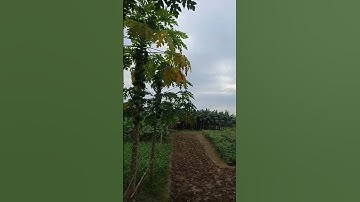 SURAH AL-KAWTHAR (سورة الكوثر) -Egzon Ibrahimi #surahkawthar #سورة الكوثر #egzonibrahimi #nature