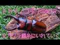 トカラノコギリの幼虫を菌糸に入れていく！